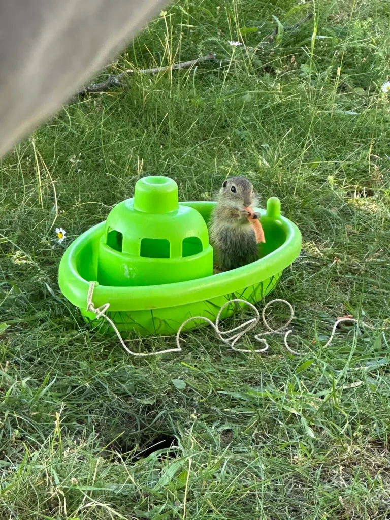 Ein Baby-Ziesel isst eine Karotte