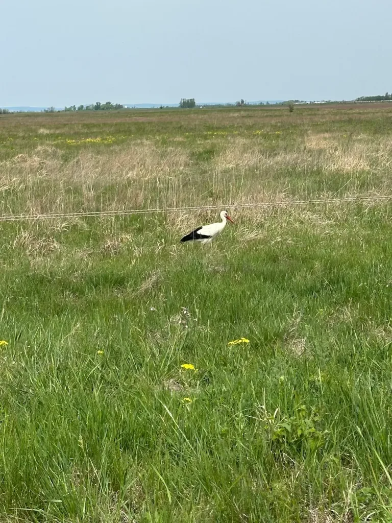 Nationalpark Seewinkel