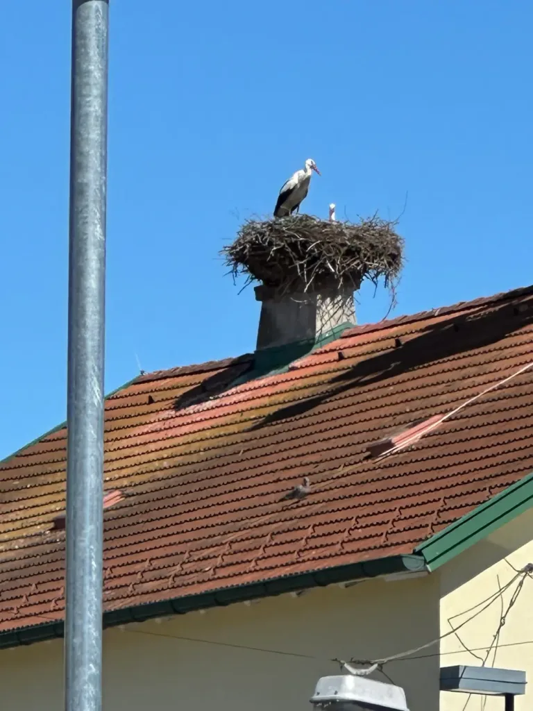 Storch in Illmitz vom Hauptplatz aus fotografiert