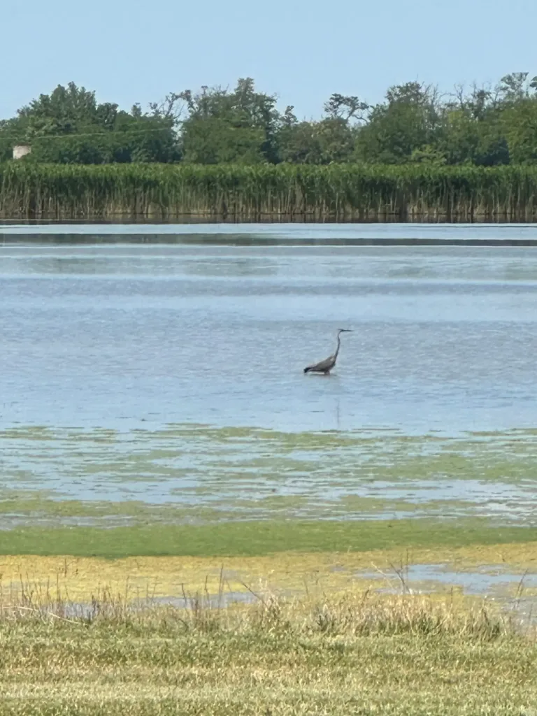 Vogel im Zicksee