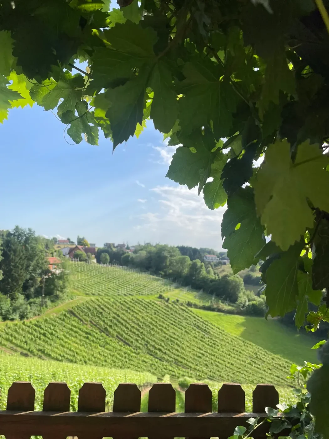 Weinberge Südsteiermark