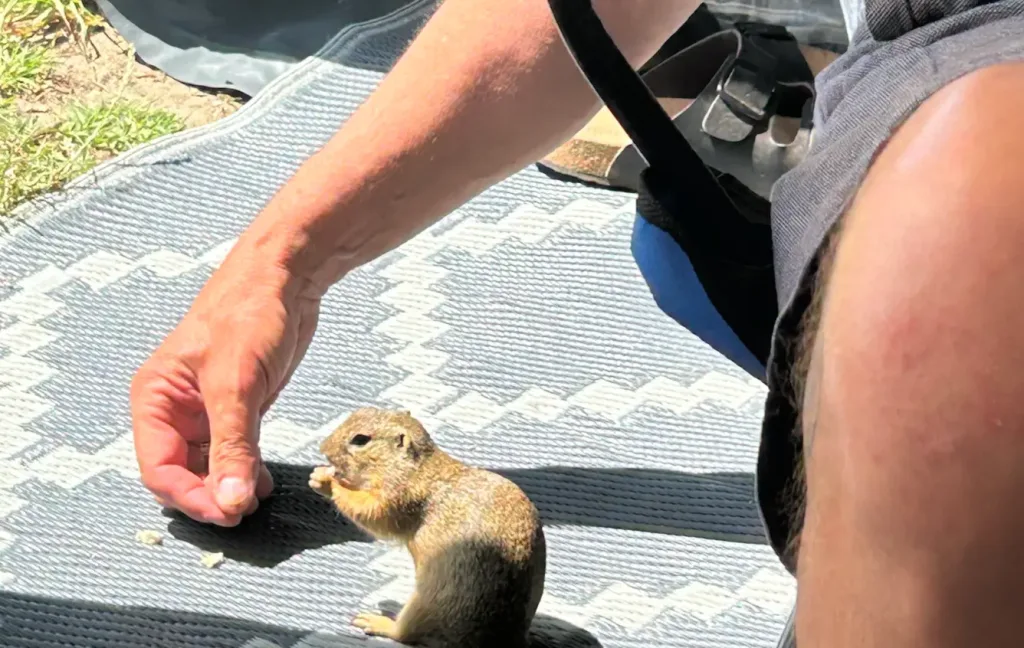 Ziesel bekommt im Vorzelt Gras zu Essen