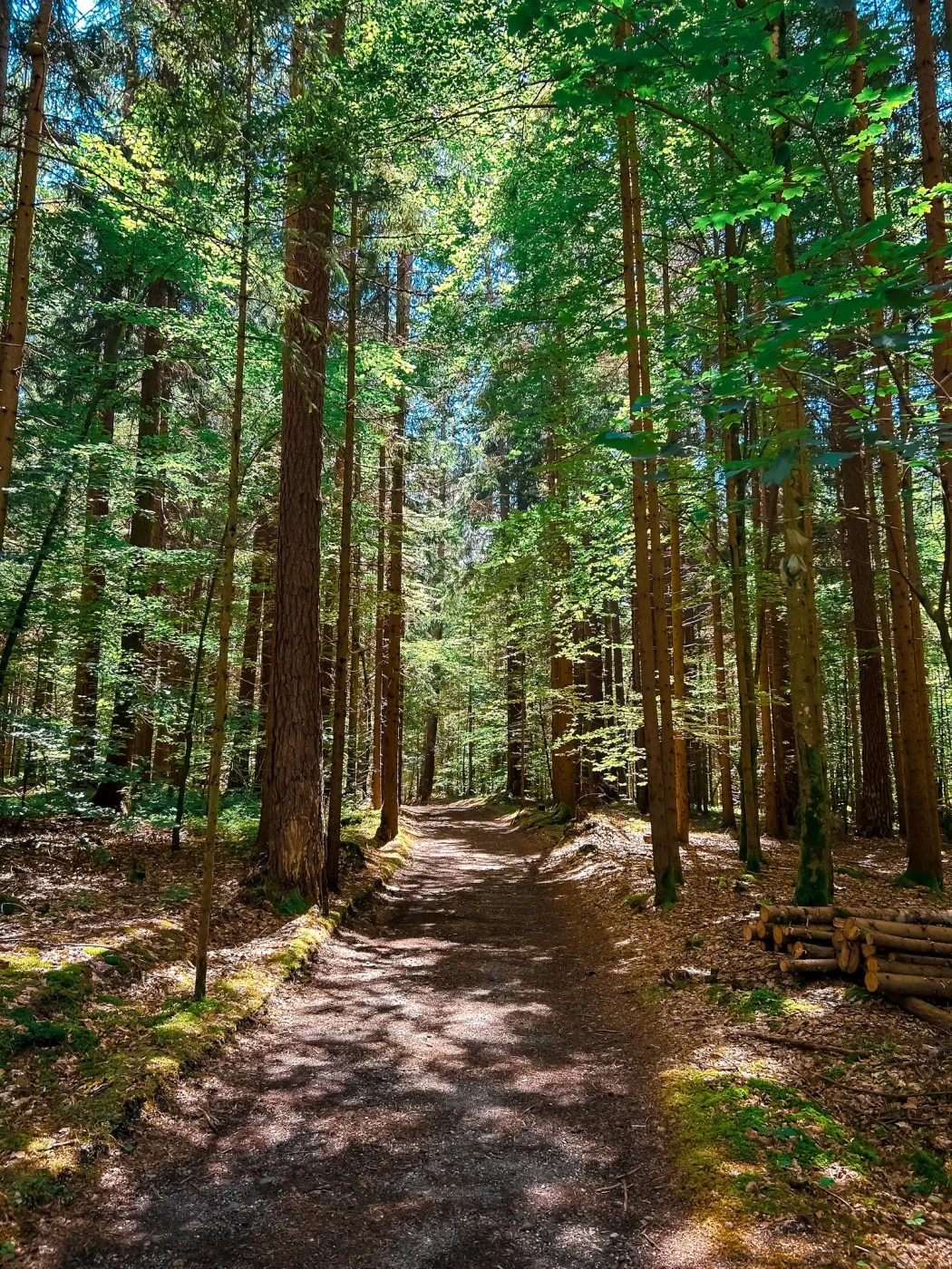 Schattiger Wander- und Spazierweg durch einen dichten Wald nahe dem Faaker See